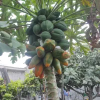 میوه پاپایا (خربزه درختی)