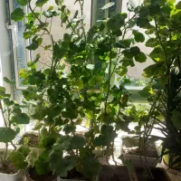 تعدادی گل شمعدونی بزرگ و پرریشه