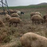 گوسفند|حیوانات مزرعه|گرمادوز, |دیوار