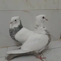 نر وماده فروشی