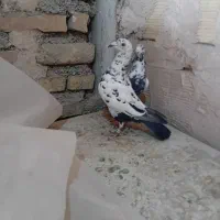بزک سوسکی جفتگاه