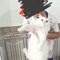مایل به معاوضه هستم