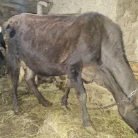 گاو شیر ده آبستن