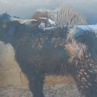 فروش تگ شاد|حیوانات مزرعه|قرقری, |دیوار