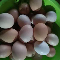 تخم مرغ محلی واقعی