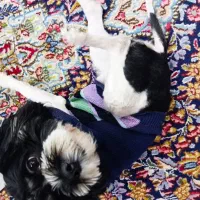 واگذاری شیتزو تریر به خانواده مطمئن و دارای فرزند