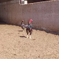خروس لاری اصل