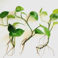 قلمه گل پتوس ابلق، ارتشی، قاشقی، کاکتوس، زیپلین|گل و گیاه طبیعی|تهران, صادقیه|دیوار