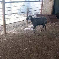 گوسفند‌‌با‌ بره‌ نر‌ افشاری