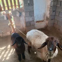 گوسفند