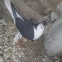 کبوتر ماده|حیوانات|زاهدان, |دیوار