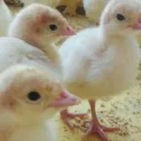 فروش جوجه بیوتی زرین بوقلمون 30روزه|حیوانات مزرعه|سبزوار, قلعه‌نو دهزار|دیوار