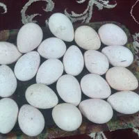 تخم بوقلمون