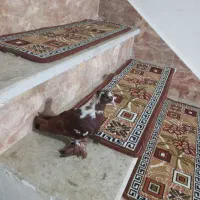 کبوتر دوبرککیلی