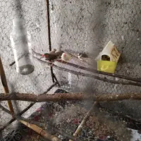 جفت مولد فنچ زبرا|پرنده|بابل, |دیوار