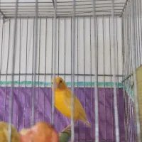 قناری پرتغالی نر تاز ه صاف کرده هر ز گاهی