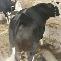 گوساله