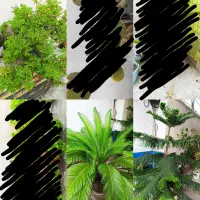 انواع گل خونگی،سانسوریا،سیکاس،کاج مطبق،پتوس