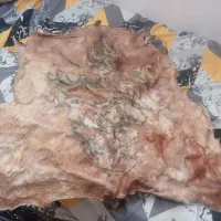 پوست آهوی قدیمی وان یکاد سوخته شده روی پوست|کلکسیون اشیاء عتیقه|اندیشه, اندیشه فاز ۵|دیوار