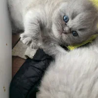 بچه گربه های اصیل ، نژاد خاصی از پرشین