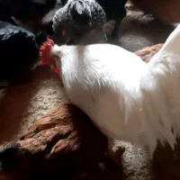 فروش خروس سفید چهل تاج و ساده و ....|حیوانات مزرعه|تفت, |دیوار