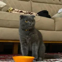 اسکاتیش دبل فولد