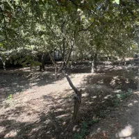 باغچه ۱۰۳۰متری زیبادشت فرخ اباد|فروش خانه و ویلا|محمدشهر, زیبادشت|دیوار