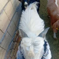 کره نر|حیوانات مزرعه|یزد, |دیوار