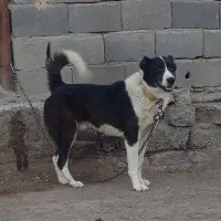 قدرجونی|سگ|تهران, شهرک ولیعصر شمالی|دیوار