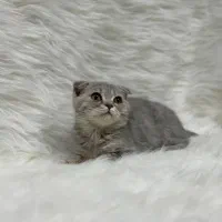 اسکاتیش فولد|گربه|کرمانشاه, |دیوار