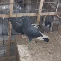 یک جفت قارا سیاه