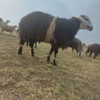 دوراس شیشک قوچ ۲دندون ۴دندون بز دوبر میش