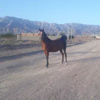 فروش مادیون درجه یک درشوری