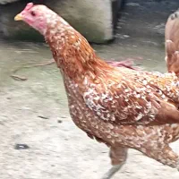 مرغ محلی