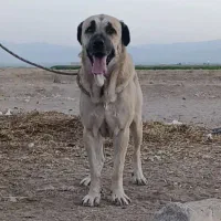 سگ پژدر افغان سراب