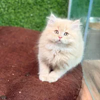 بچه گربه بریتیش موبلند|گربه|لاهیجان, قیام|دیوار