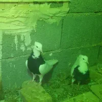 فروش به علت جابه جایی