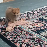 سگ پامرین عروسکی اصلی