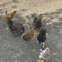 مرغ و خروس گلین و رسمی|حیوانات مزرعه|تهران, بهجت‌آباد|دیوار