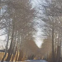 زمین واقع در شهر راین