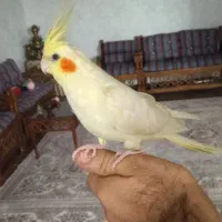 عروس هلندی لوتینو ماده