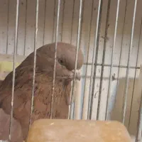 فروش ۴ عدد کبوتر رنگی جم میانه یجا