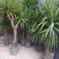 گلکده سام سیاهکل