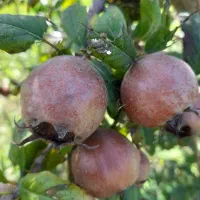 ازگیل