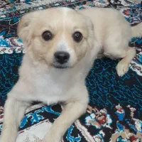 فروش واگذاری