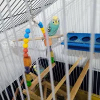 مرغ عشق تخمگذار|پرنده|خلیفان, |دیوار