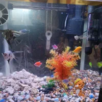 آکواریوم دلسا مدل k390