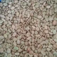 باقلا خشک وزود پز