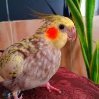 چیکو|پرنده|بروجرد, |دیوار