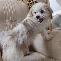 جنیفر و تیاگو...|سگ|قم, زنبیل آباد|دیوار